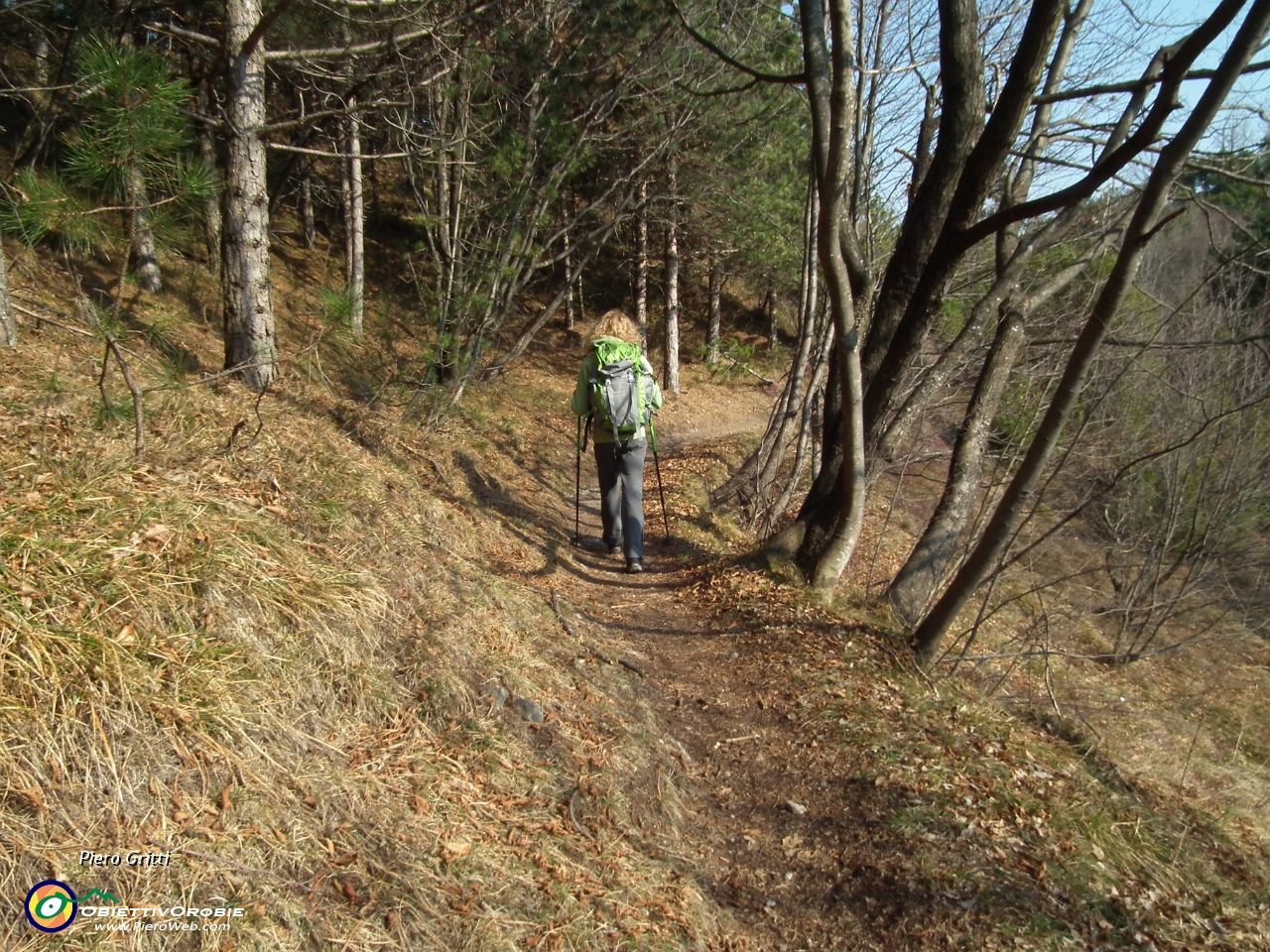 72 sentiero pianeggiante nel bosco....JPG